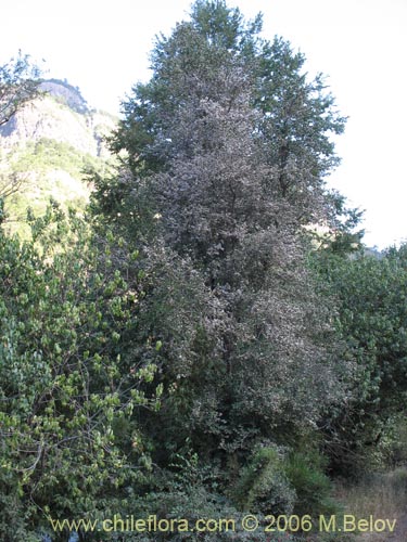 Image of Dasyphyllum diacanthoides (Trevo / Palo santo / Palo blanco / Tayu). Click to enlarge parts of image.